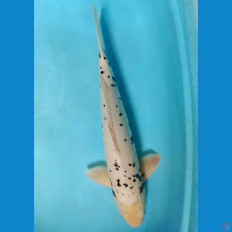 kawarimoni