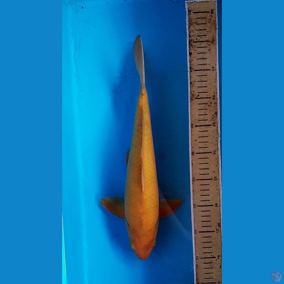 Caramel Calon Jumbo 38 Cm