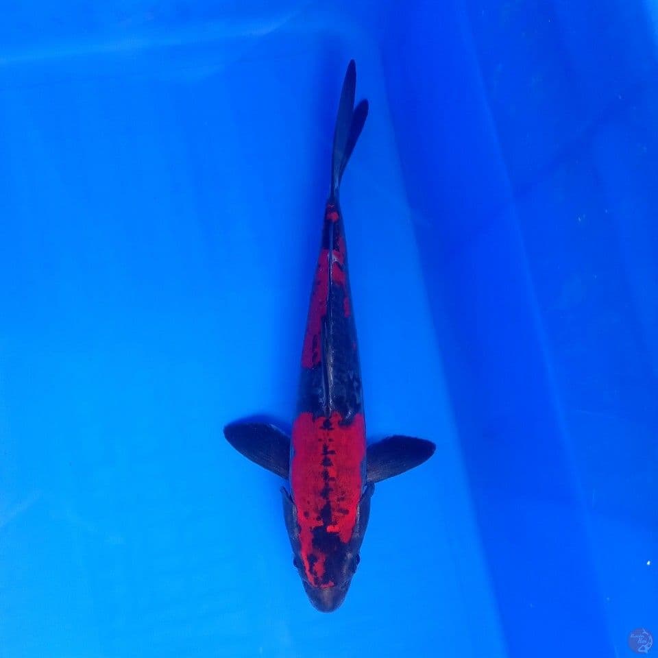 BENI KIKO HQ 25CM