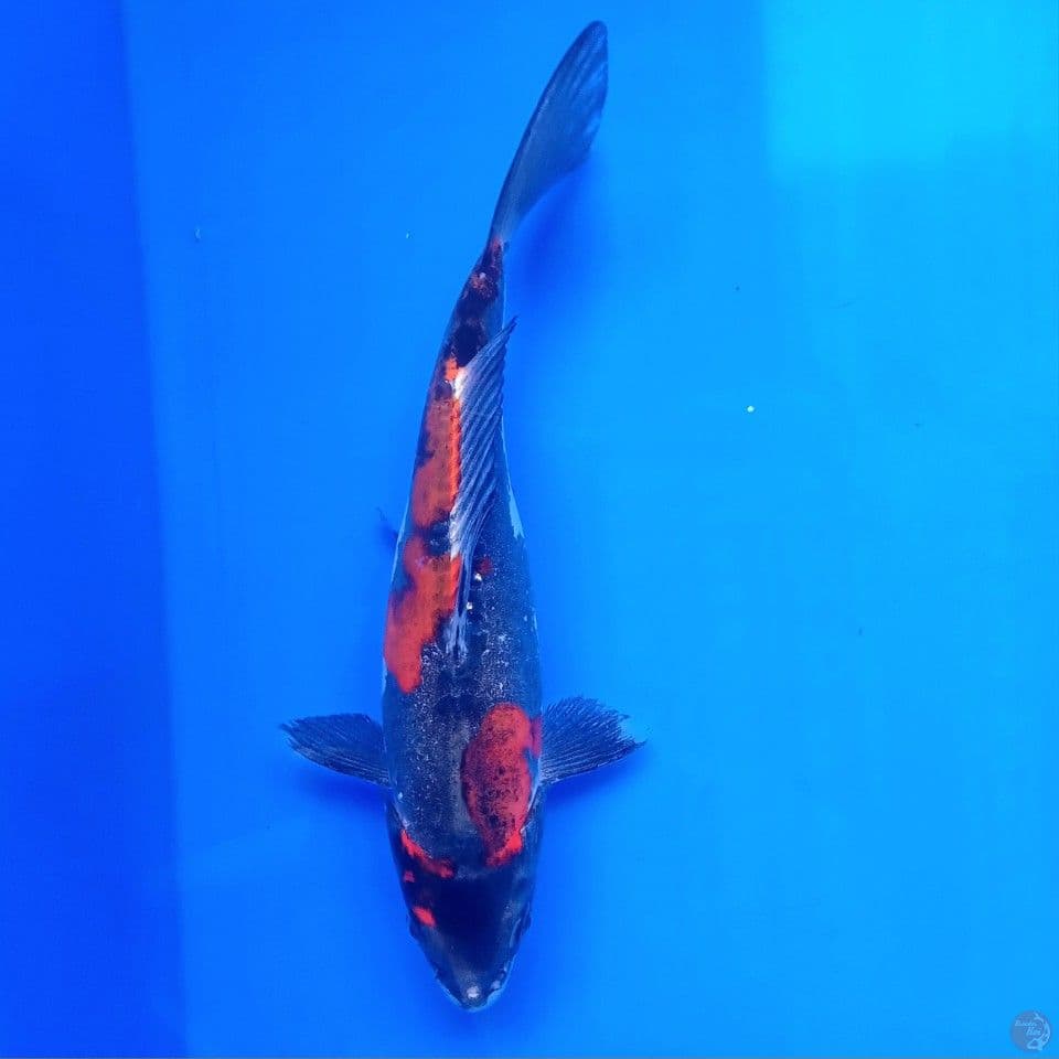 BENI KIKO F 23CM