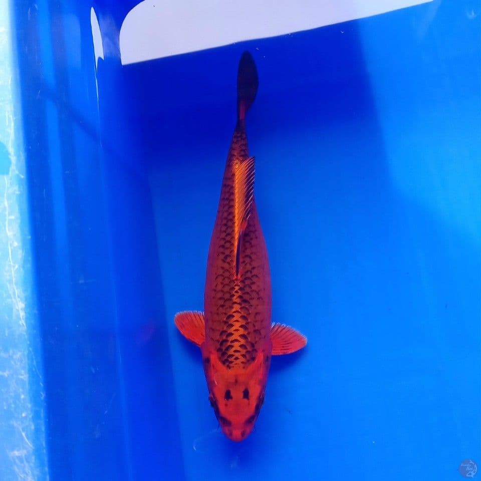 AKA MATSUBA 25CM