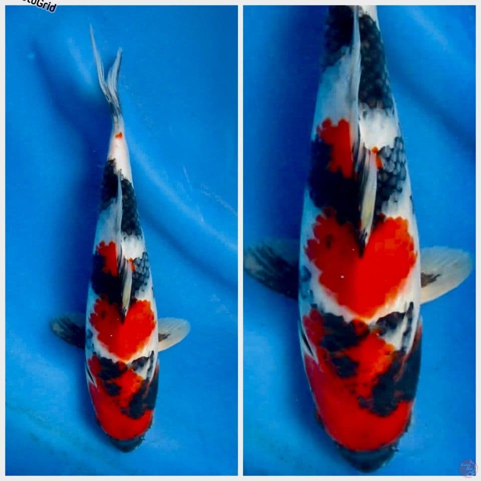 Red Showa 27cm