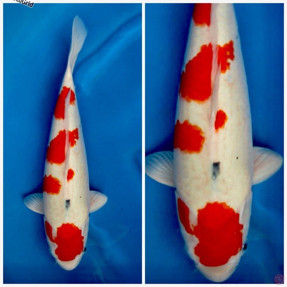 Kindai showa Tategoi 45cm