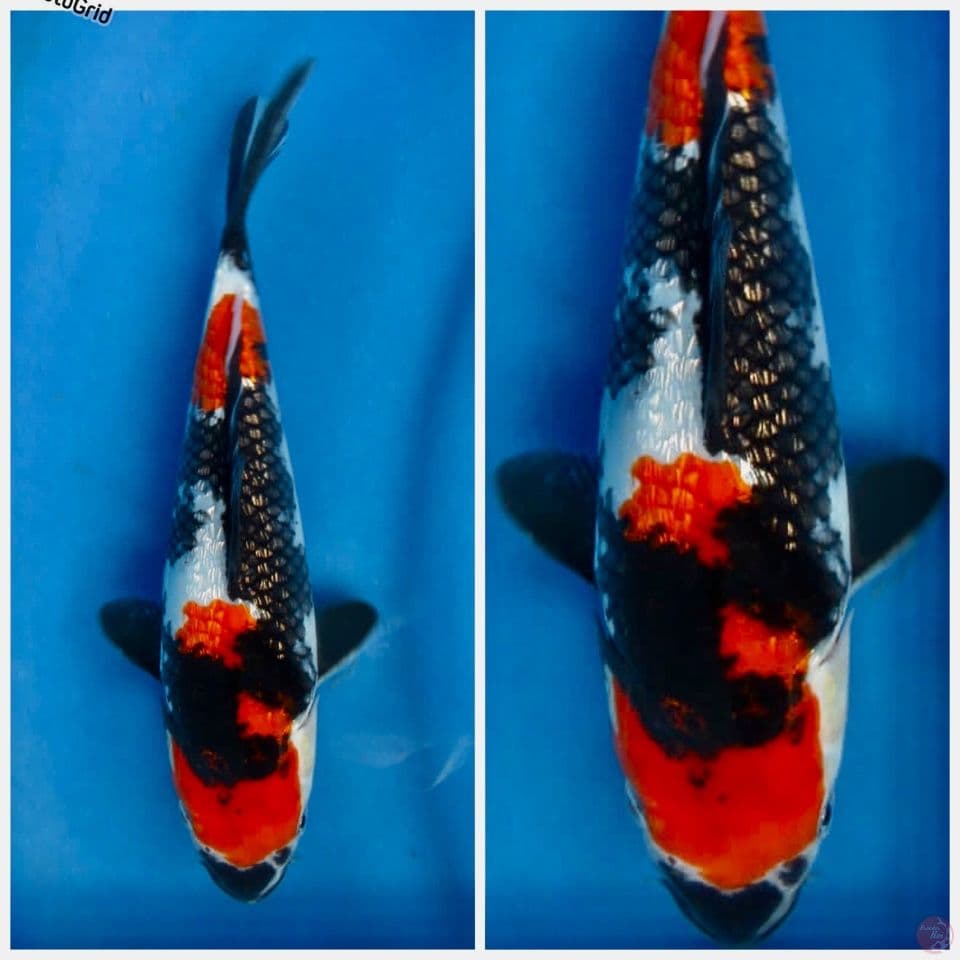 Showa full gingrin f1 25cm