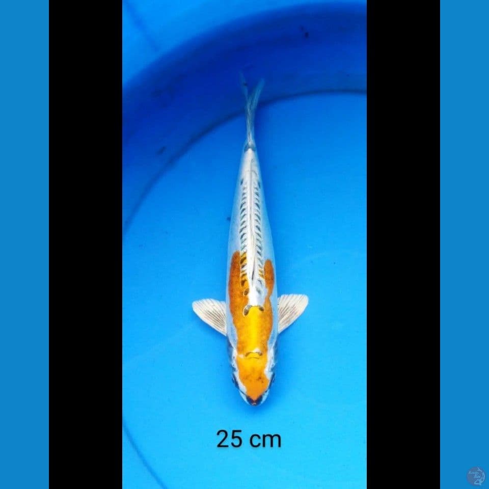 Kiko 25 cm