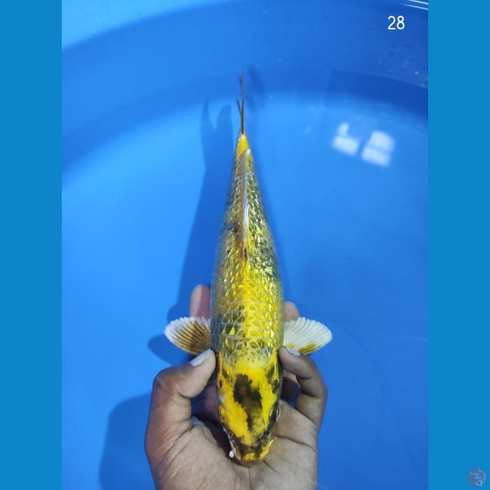 KIN KI UTSURI 30CM (MIN PIPI KANAN LUKA SUNDUL AQUARIUM)