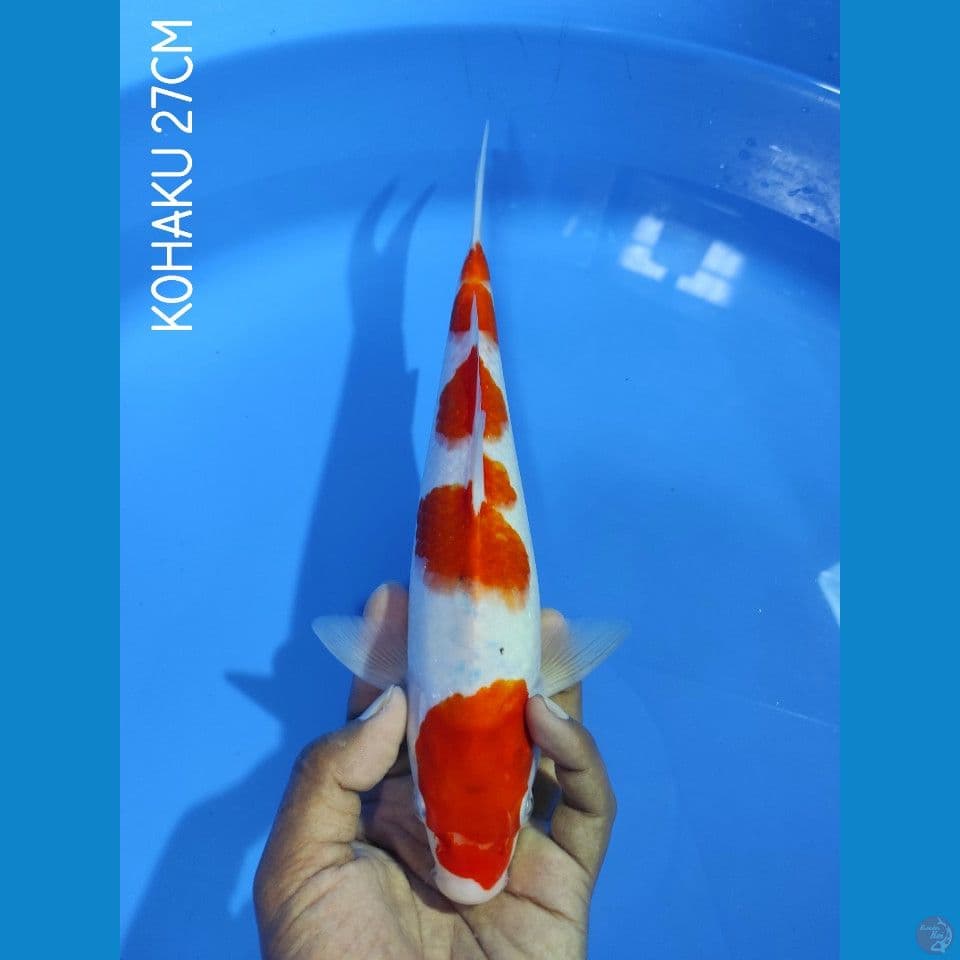 ORIGINAL KOHAKU STEP 27CM