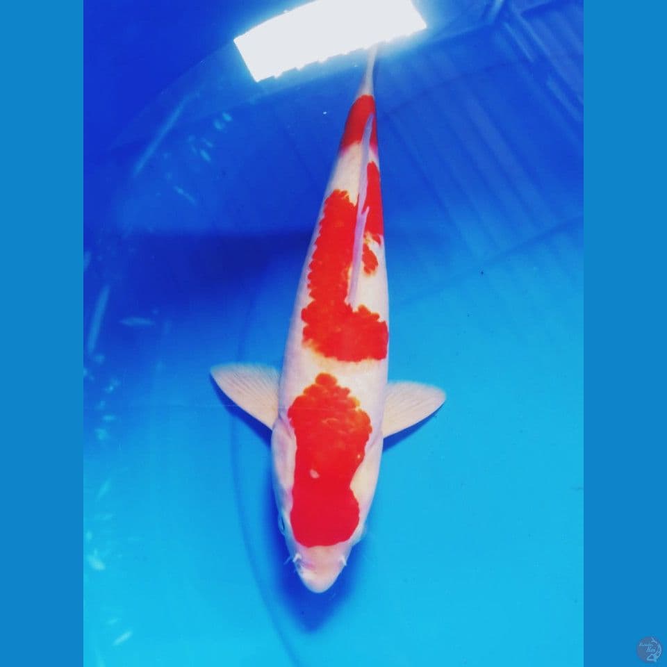 KOHAKU