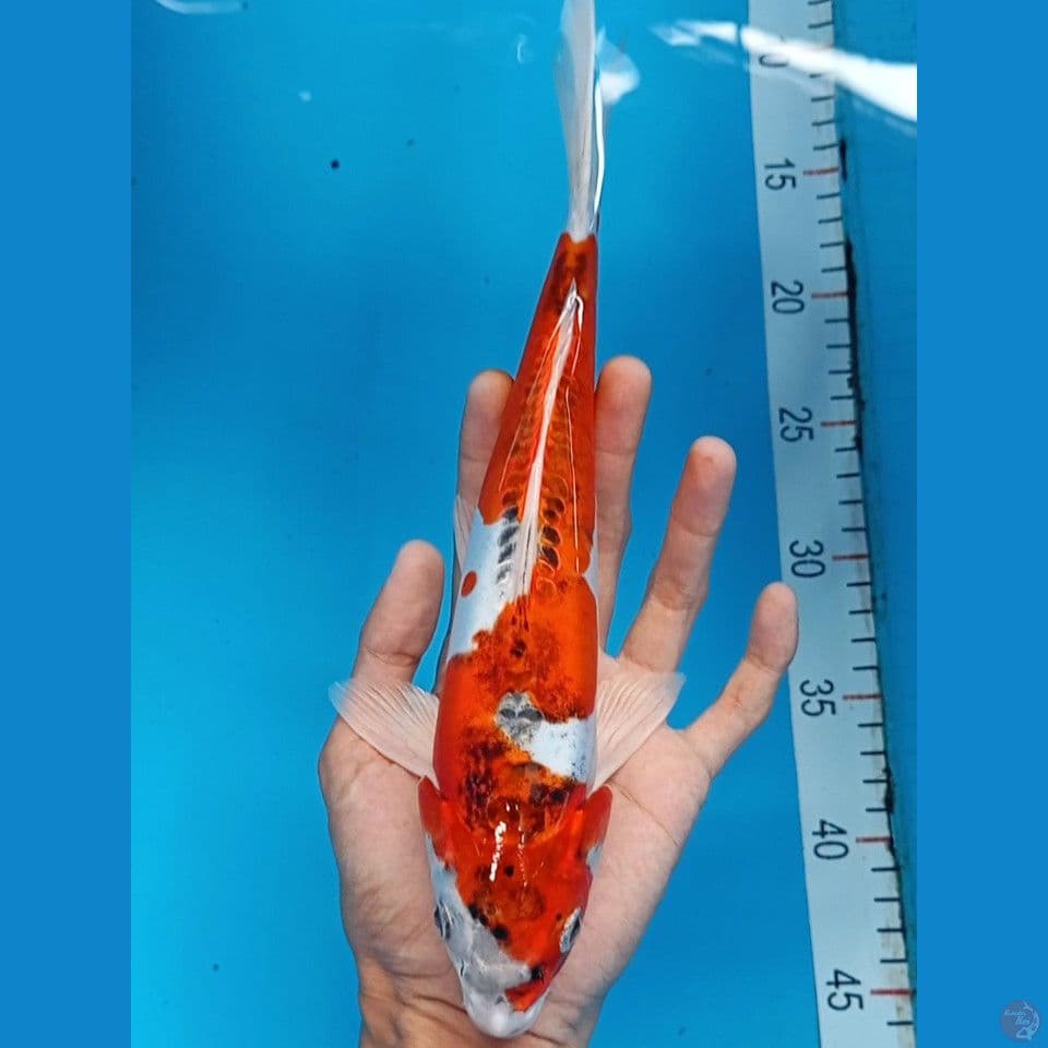 inazuma benikikokuryu 28cm