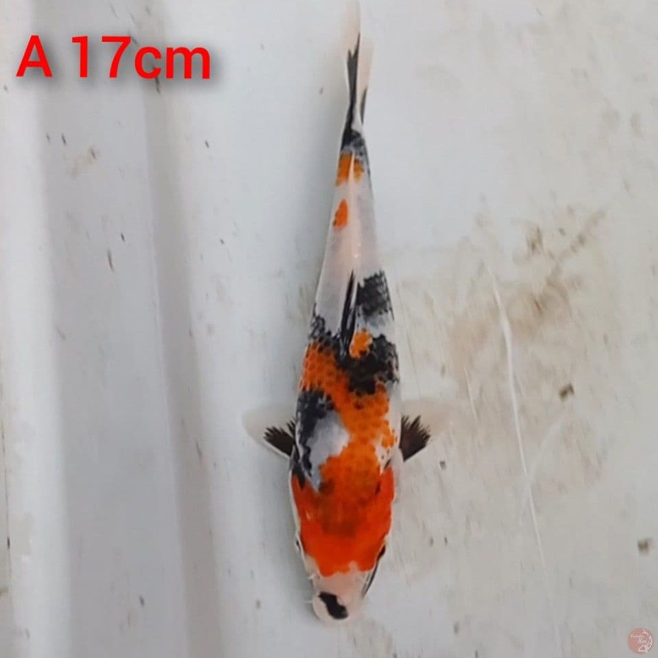 showa 17cm