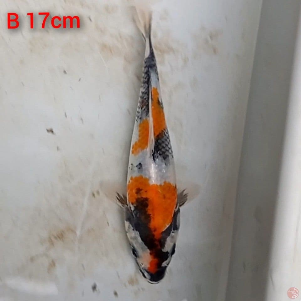 showa 17cm