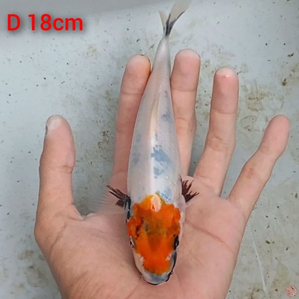 original tancho showa 18cm