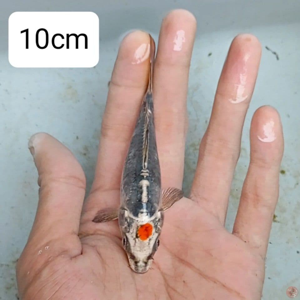 original tancho kikokuryu 10cm