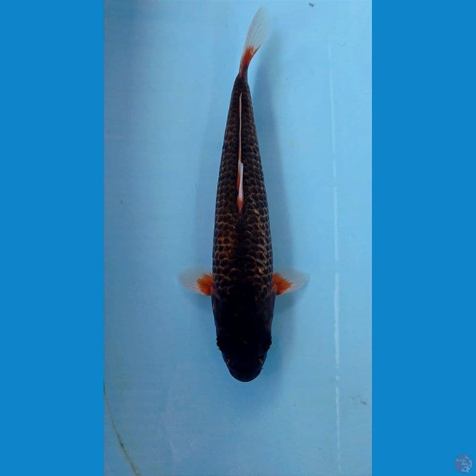 kawarimono, 29 cm