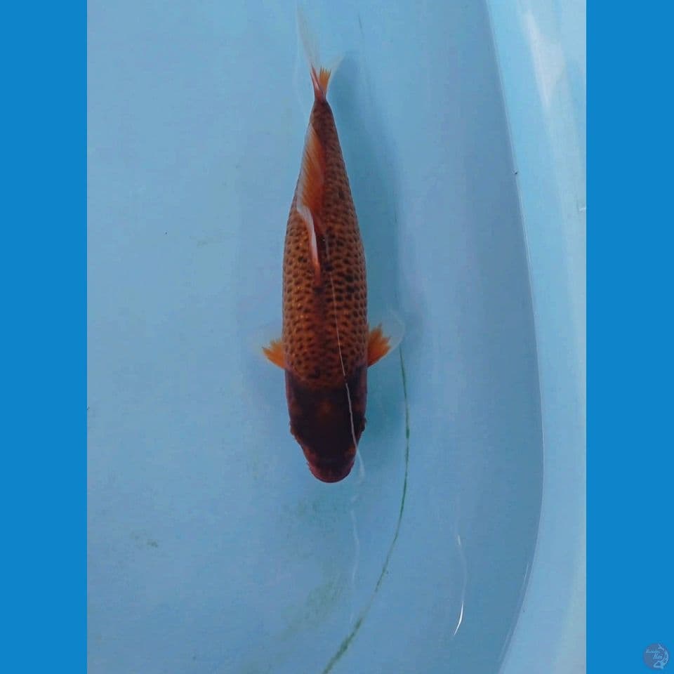 kawarimono, 24 cm