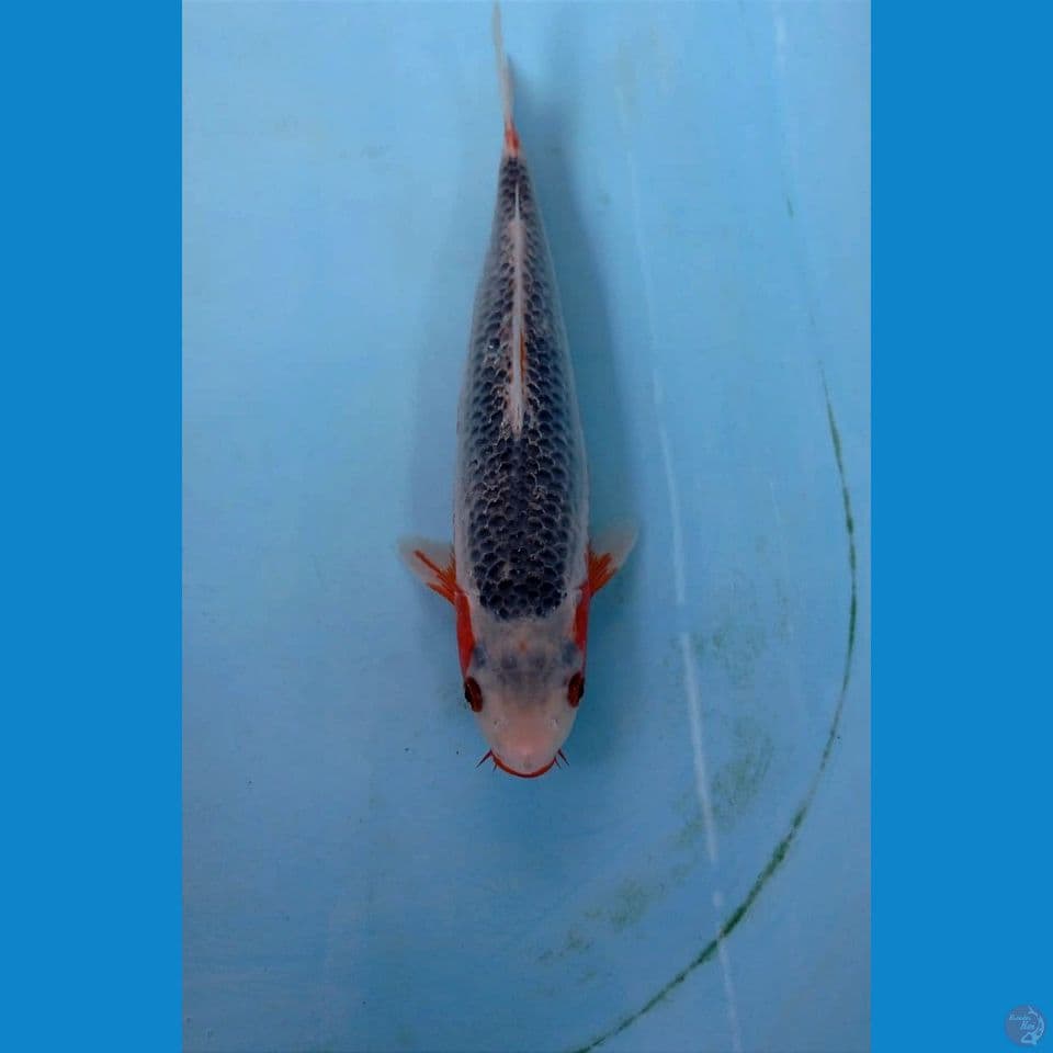asagi, 25 cm