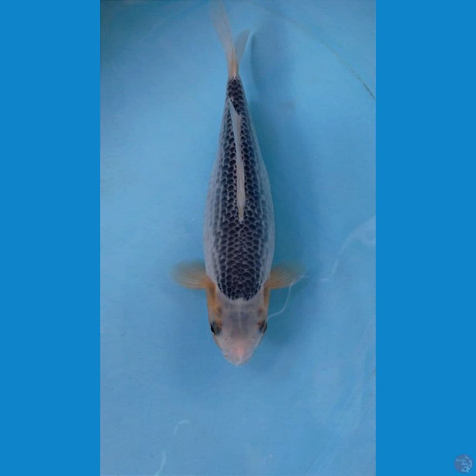 asagi short body, 23 cm