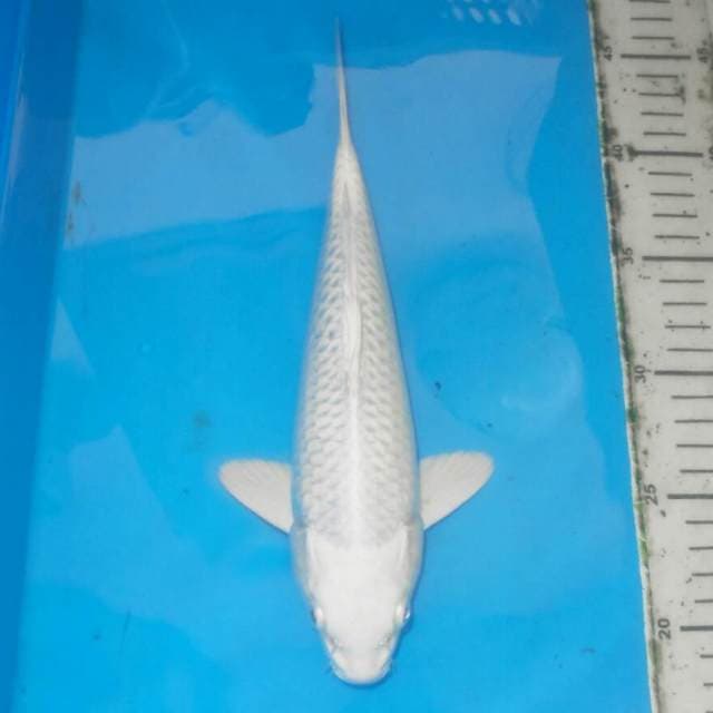 PLATINUM SALJU