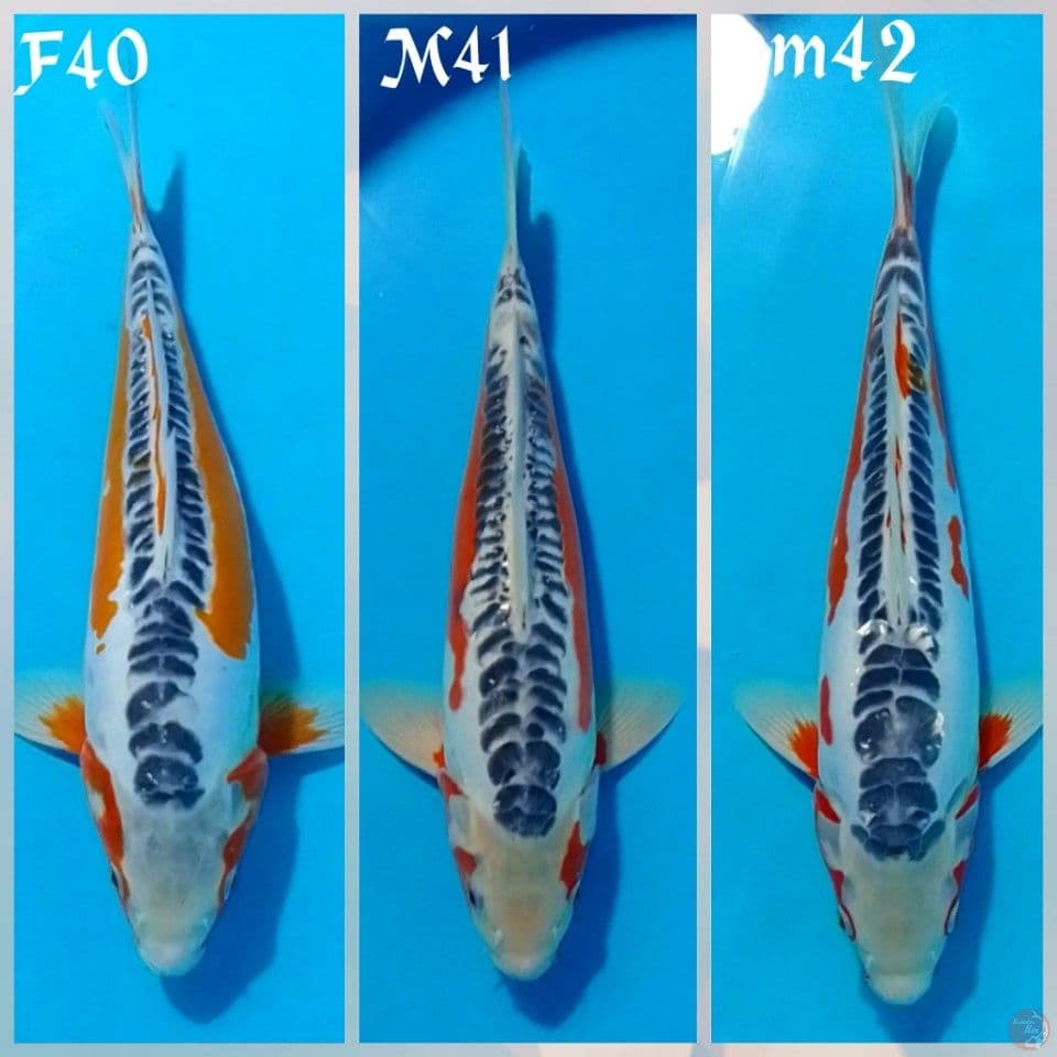 YAMAJUSUSUI F40M41M42