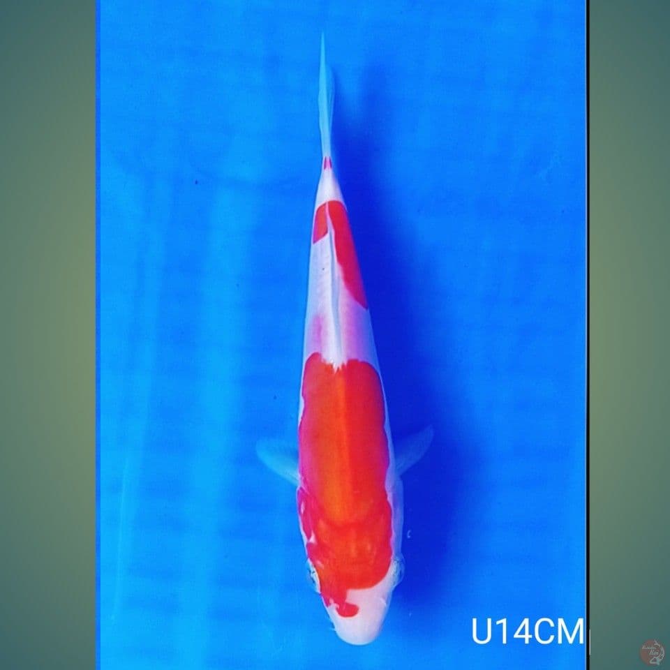 DOITSU KOHAKU 15CM