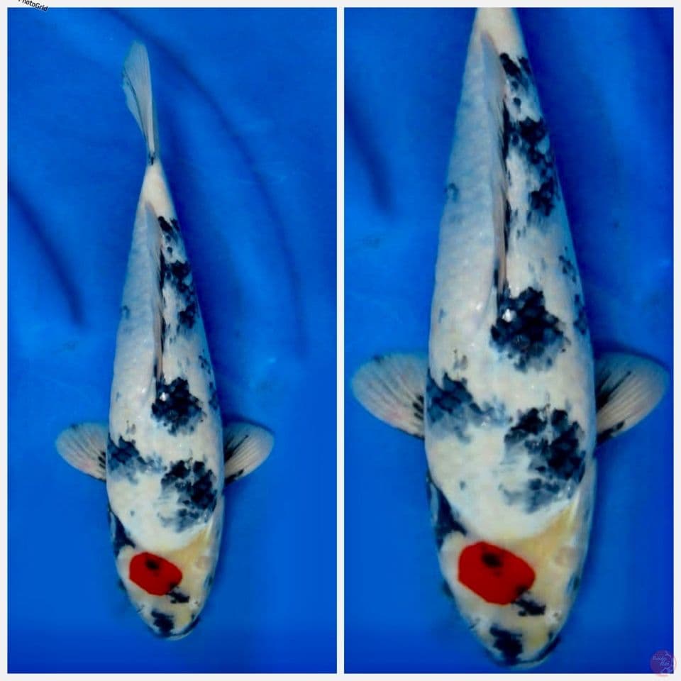 Tc showa Ori Tetegoi F1 35cm