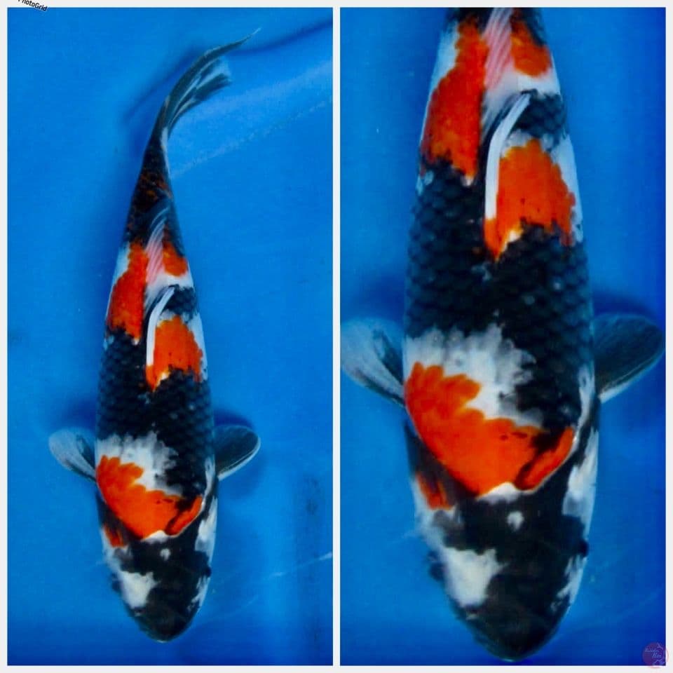 Kindai showa F1 sakai 28cm