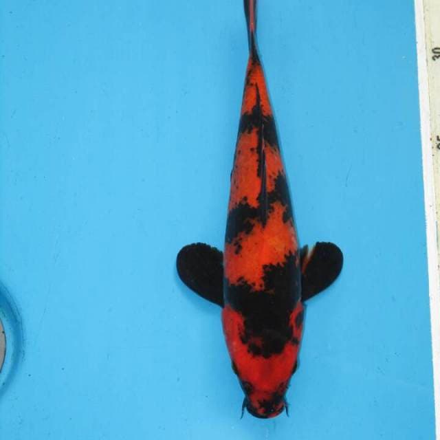HI UTSURI