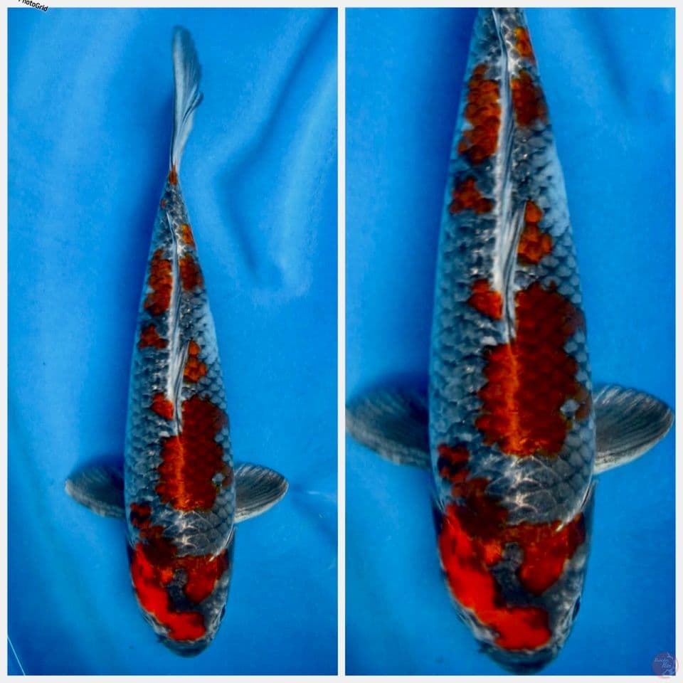 Kage showa F1 ori 39cm