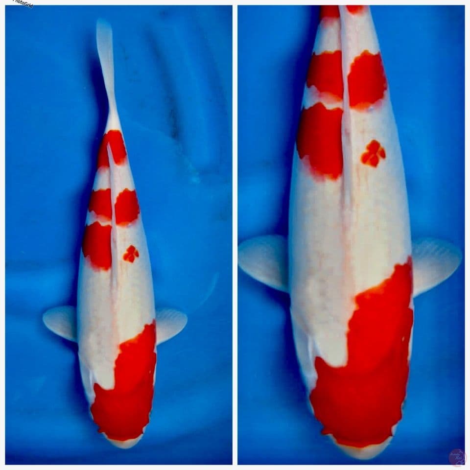 Kohaku f1 sakai 35cm