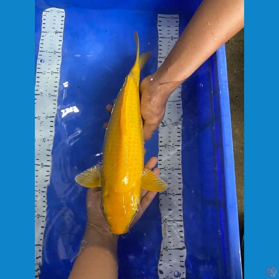37 karashi lemon