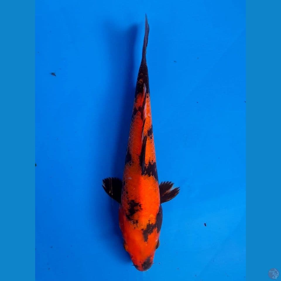 Hi utsuri 22cm