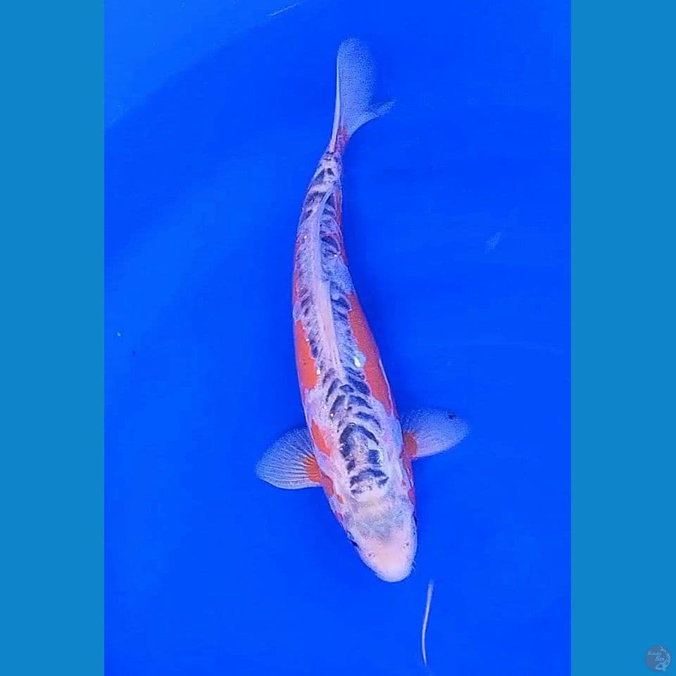 35cm hana shusui
