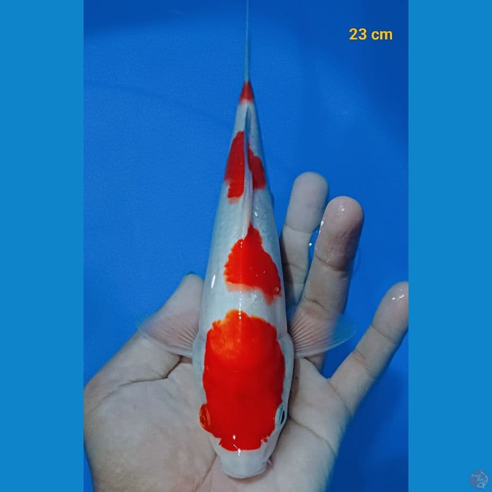 kohaku 23 cm