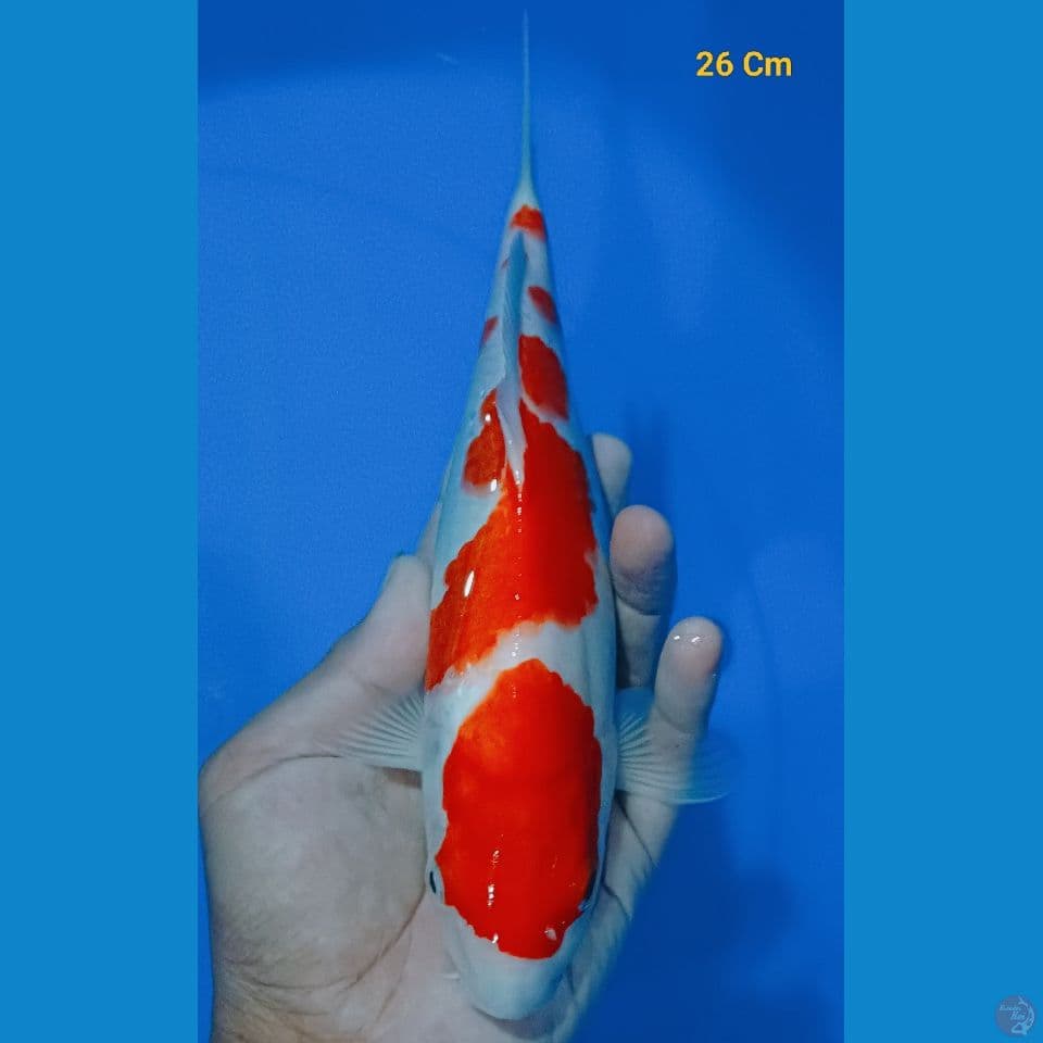 kohaku 26 Cm