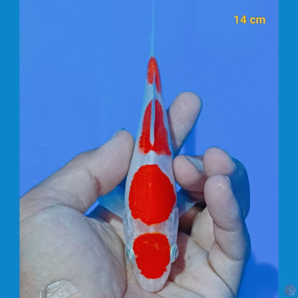 minion sisik 14 cm