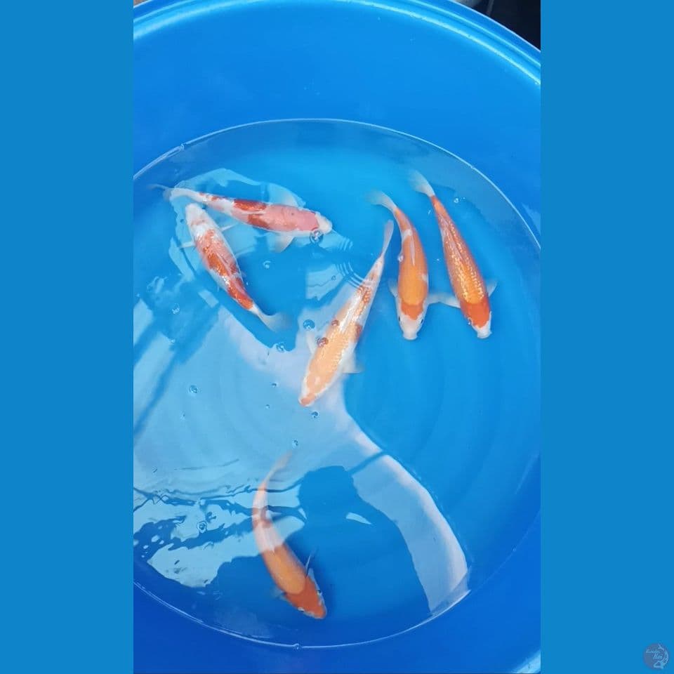 6 Kohaku Bahan Cutting 30bu
