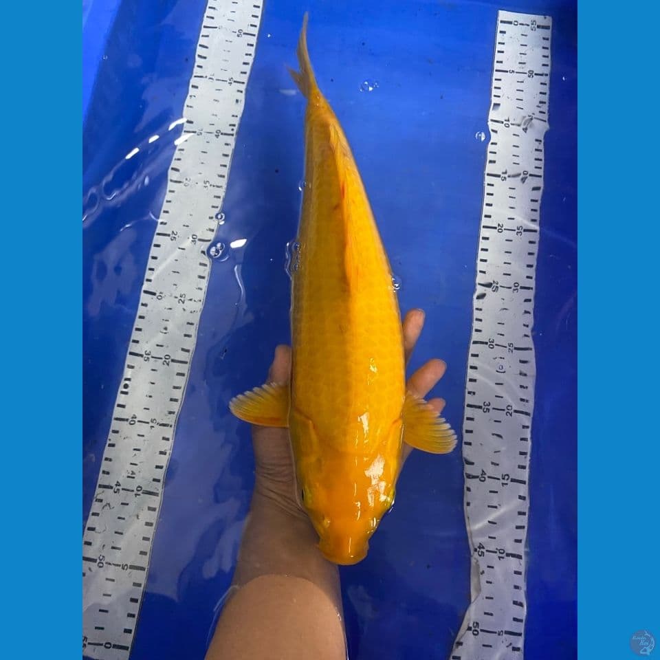 38 cm keashi -ak2