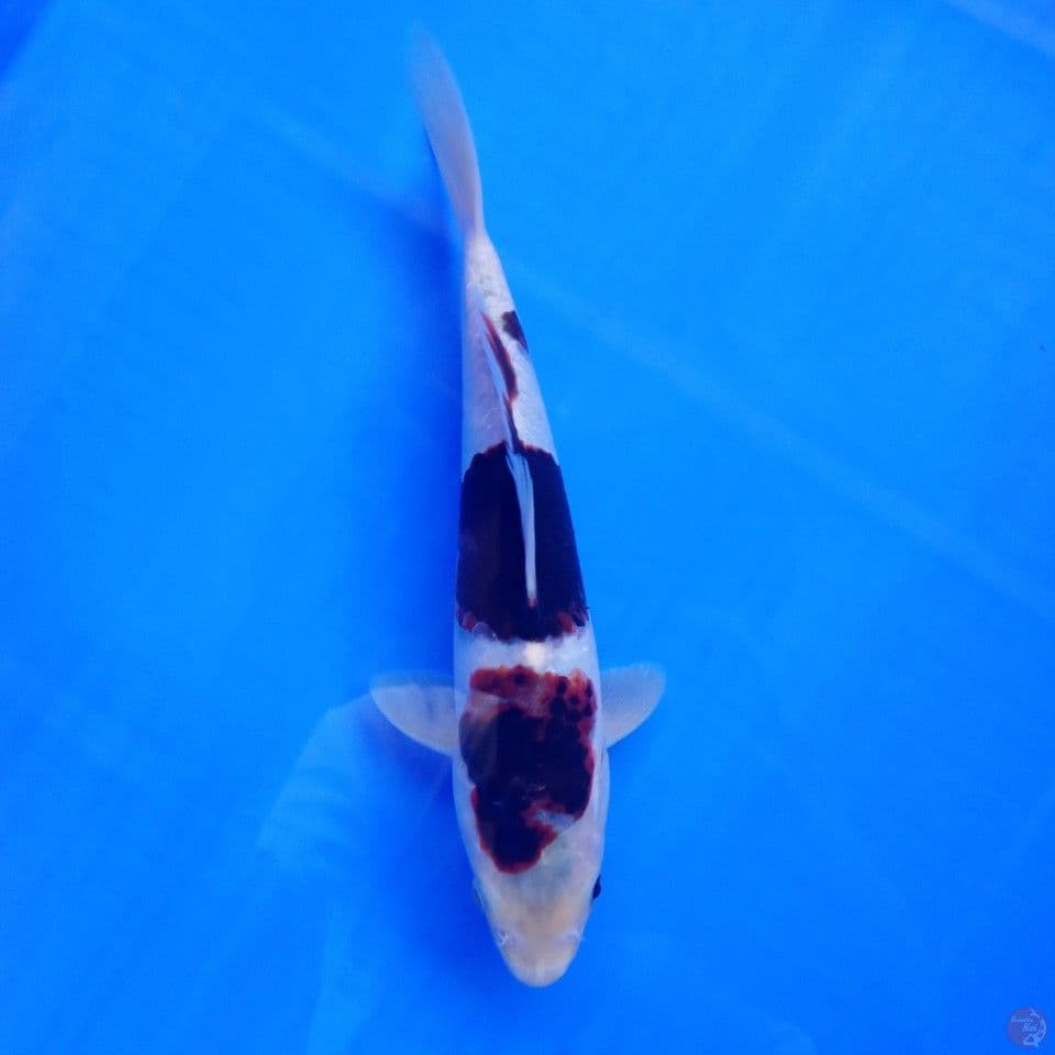 BUDO GOROMO 24CM