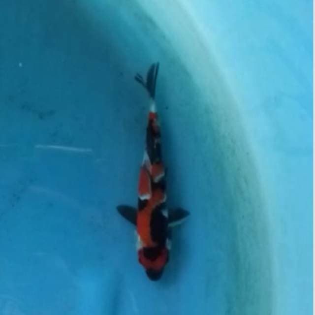 maruten showa siap show original 20cm