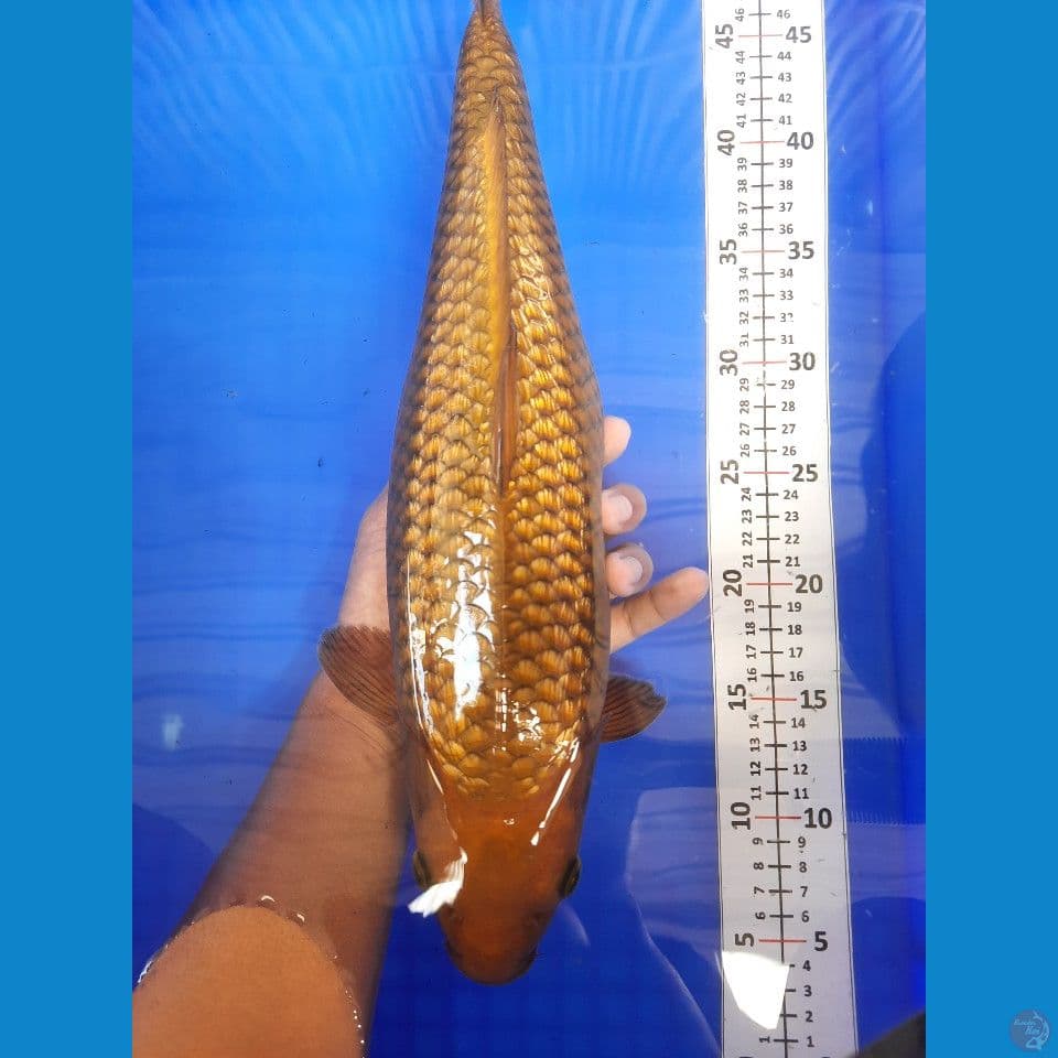 chagoi 41cm