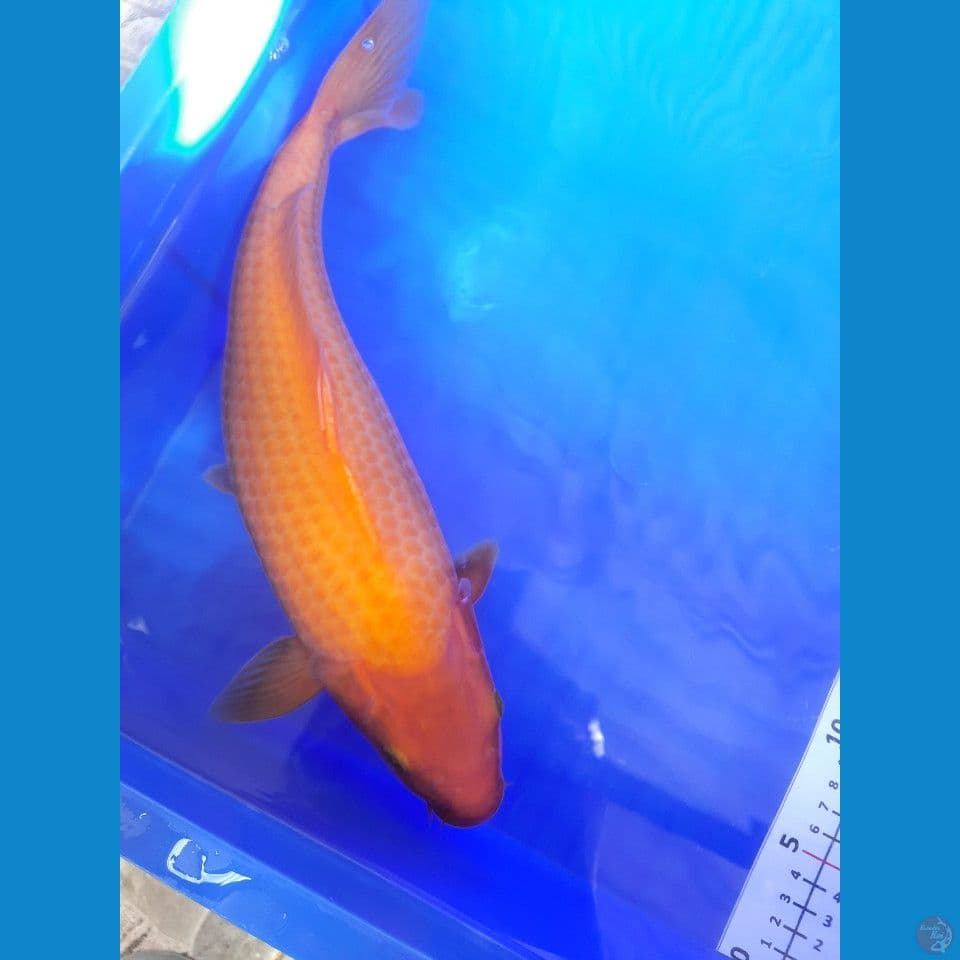 karamel 36cm