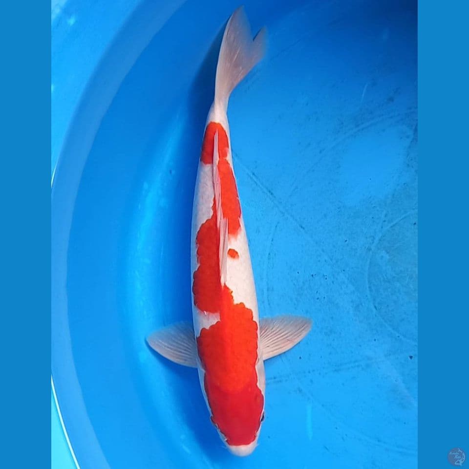 KOHAKU INAZUMA 35CM MALE