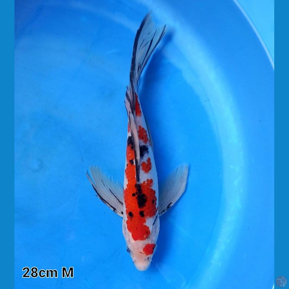 KUMPAI MARUTEN SANKE 28CM MALE