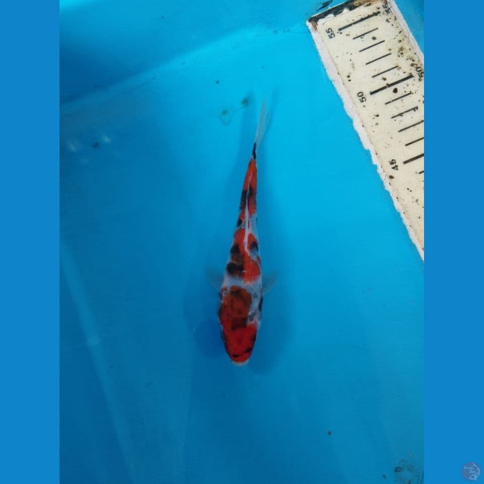 showa 17cm