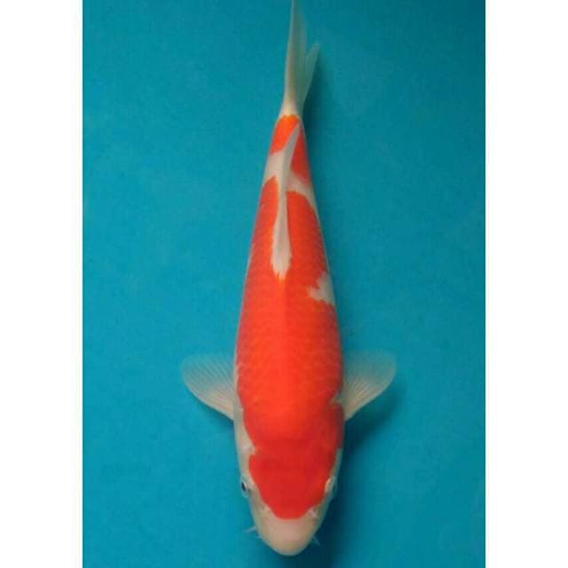 Ogata Kohaku