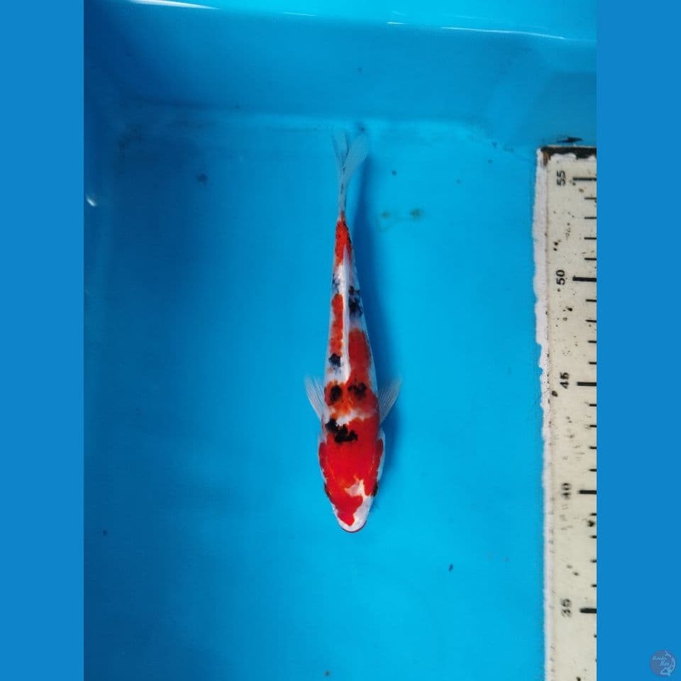 kin showa 17cm