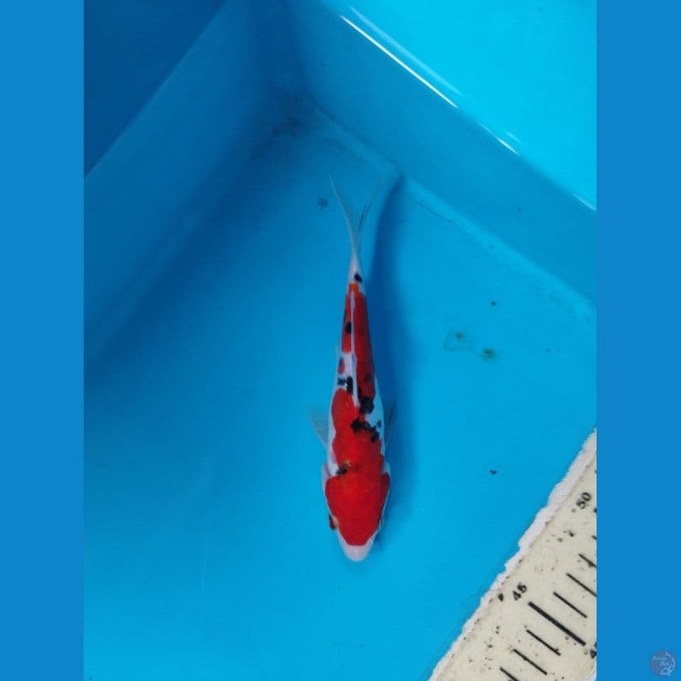 sanke doitsu 17cm