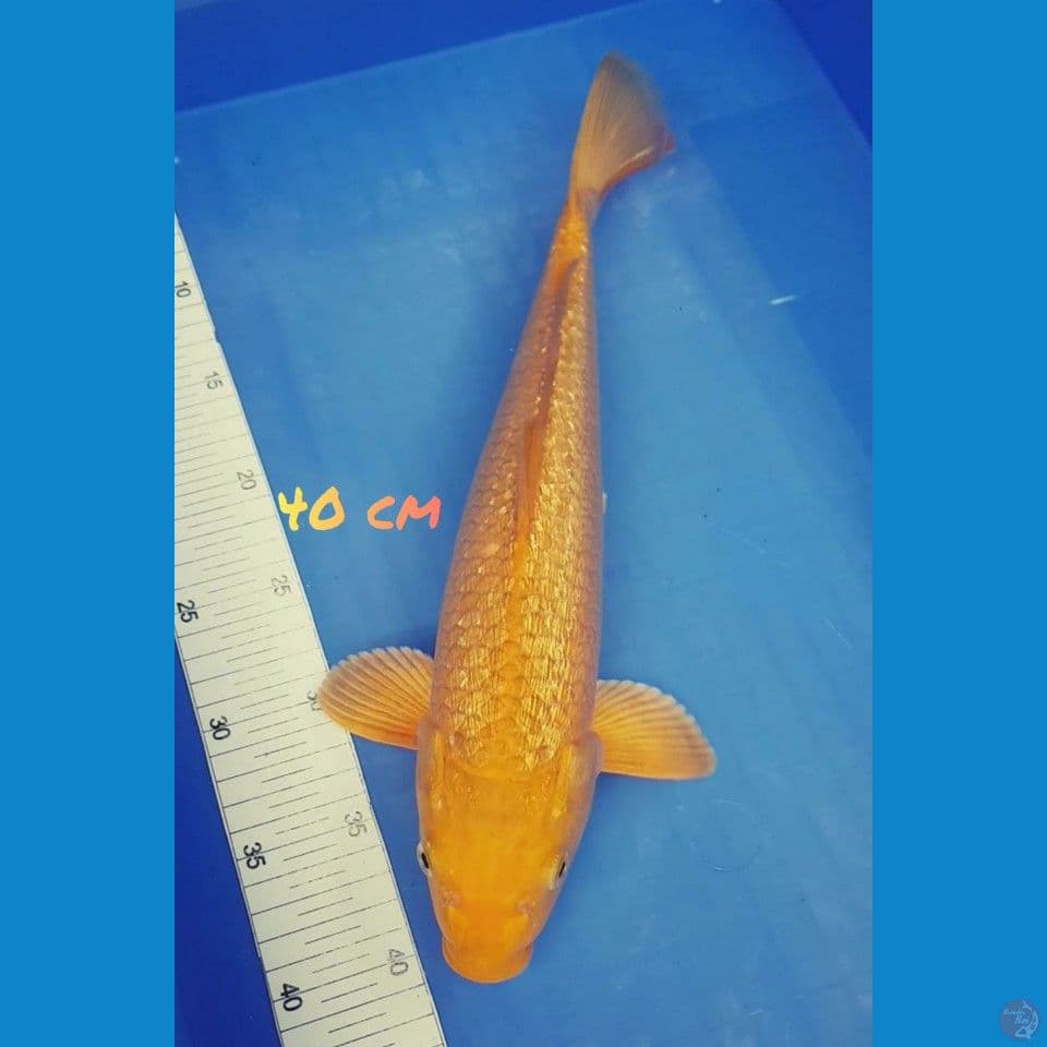 GINRIN GOLD 40cm