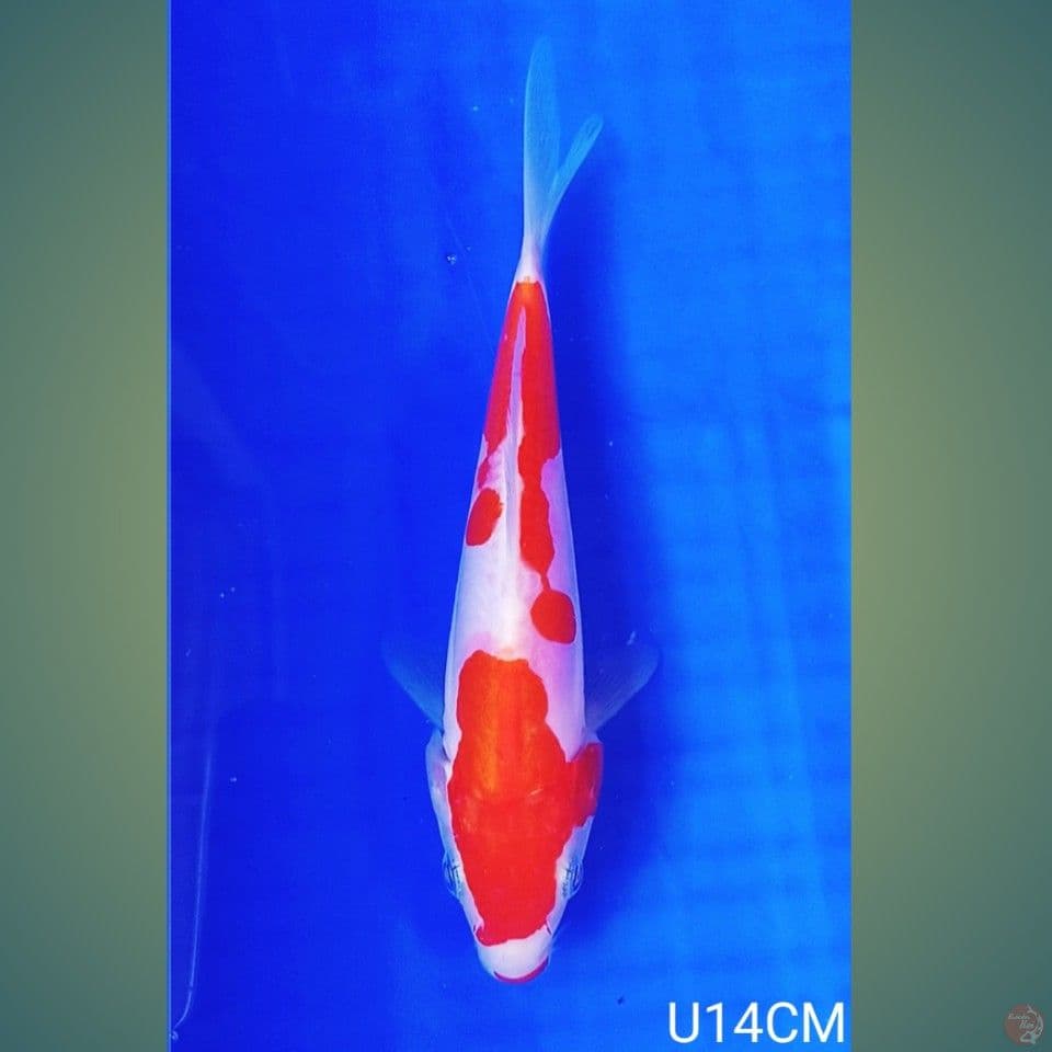 DOITSU KOHAKU 14CM
