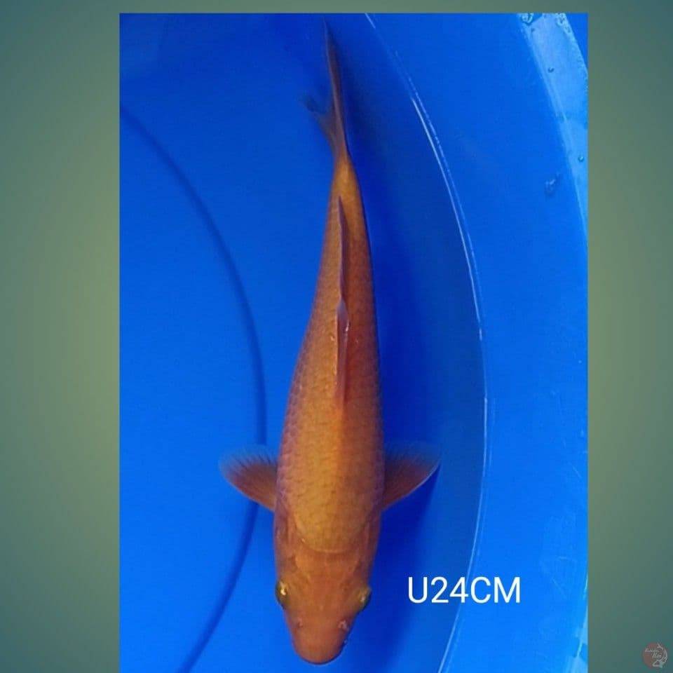 KARASHI 24CM